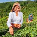 E.verest Golden Peak Tea™ - 100GMS - Suiro Teas. 