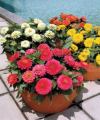 Zinnia F1 Dreamland - Zinnia 'Lilliput Mix' Red White Yellow Orange Lavender 20 Mixed Seeds. 