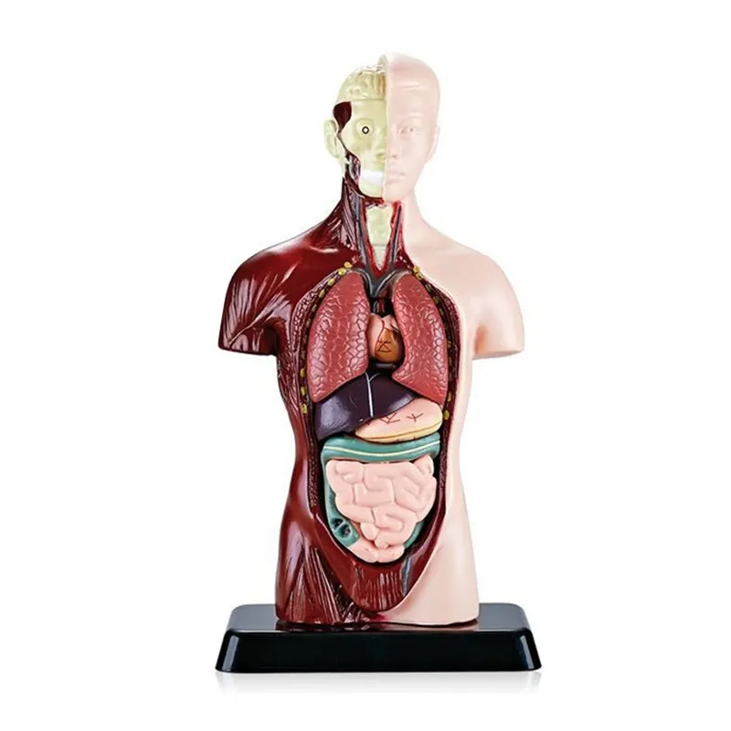 Human Body Anatomy Organs Model Human Body Model With Organs On Black