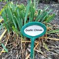 20+ Garlic Chives Seeds for Planting –  Non GMO Heirloom Garlic Chives Seeds – Great Gardening Gift -  (Loose Pack). 
