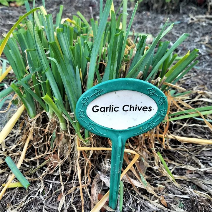 20+ Garlic Chives Seeds for Planting –  Non GMO Heirloom Garlic Chives Seeds – Great Gardening Gift -  (Loose Pack)