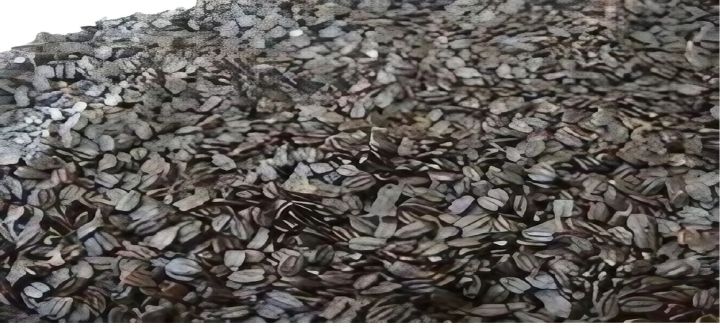 Ban%20Silam%20Seeds%20%7C%20Himalayan%20Wild%20Mint%20l%20Ban%20Tulsla%20%7C%20Om%20Masala%20-%20Image%203