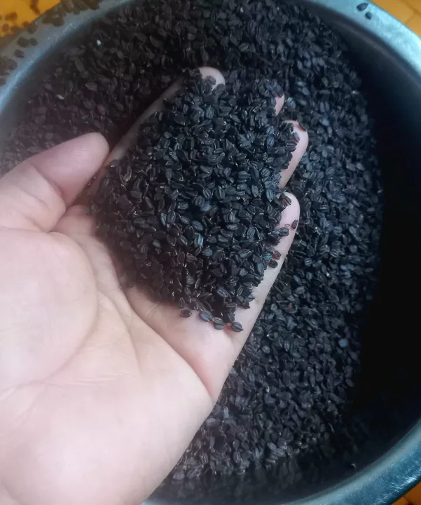 Ban%20Silam%20/%20Bansilam%20A%20grade%20100%25%20Original%20%7C%20Bansilam%20Orangic%20and%20Pure%20Best%20Quality%20-%20Image%204