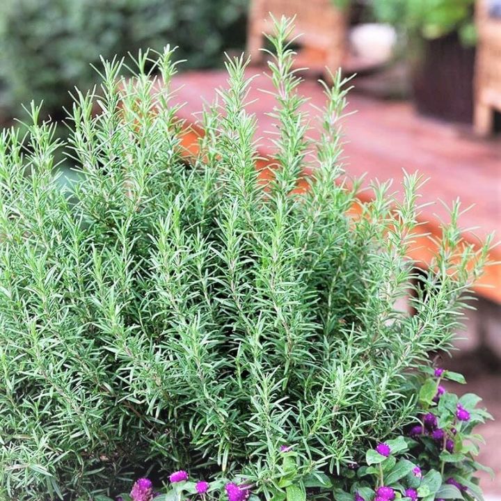 20%20Plus%20%20Rosemary%20Seeds%20for%20Planting%20-%20Rosemary%20Herb%20Sees%20Loose%20Pack%20-%20Image%202