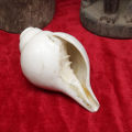 White Plain Sankha/Conch. 