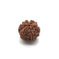 6 Face Rudraksha | 6 Mukhi Rudraksha Nepal Origin Gemstone (3pc). 