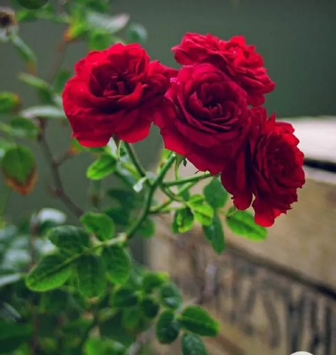 Different%20Color%20Rose%20Seeds%20-%201%20Packet%20Of%20Rose%20Flower%20Seeds%20With%205%20Seeds%20For%20Each%20Seeds%20-%20Image%203