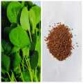 Watercress Seeds For Garden And Balconey -40 Plus Seeds (Loose Seeds). 