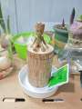 Hydroponic Lucky Tree Stump Desktop Potted Plant Groot Four Seasons Easy to Grow and Sprout Brazilian Wood. 