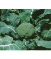 All Time ALl Seasons Baramase 1 Gram Broccoli Seeds F1 Hybrid Global Seeds. 