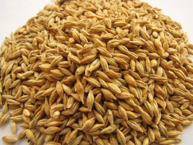 Barley%20Whole%20Grain%201%20Kg%20-%20Image%203