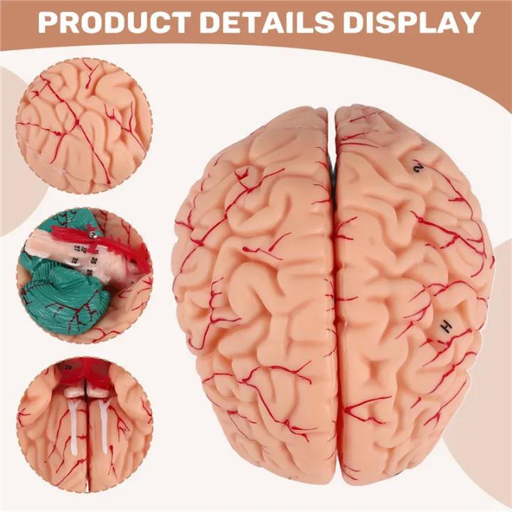 Human Brain,Life Size Human Brain Anatomy Model with Display Base, for ...