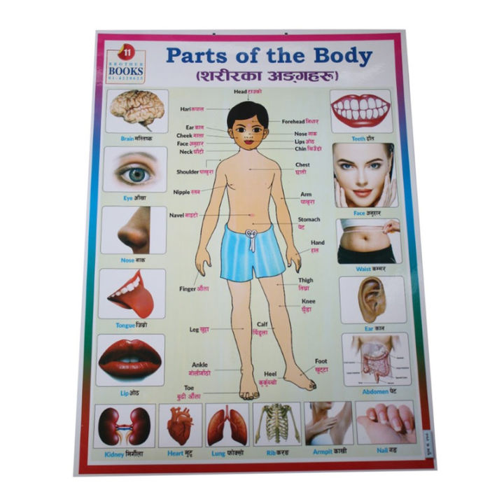 Parts Of Body, Computer & Electrical Items Chart No. 11 - 12" x 24 "