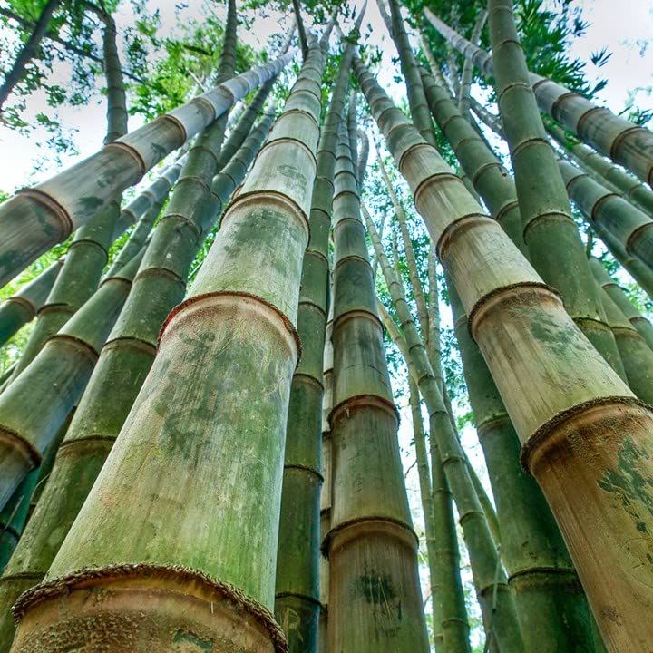 Bamboo%20Seeds%20-%20Big%20Bamboo%2030%20Plus%20Seeds%20-%20Image%204