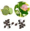 Bonsai Mini Indore Lotus Flower Seeds for Planting - 10+ Mixed Color Varieties. 