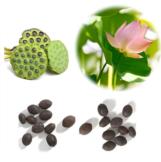 Bonsai%20Mini%20Indore%20Lotus%20Flower%20Seeds%20for%20Planting%20-%2010+%20Mixed%20Color%20Varieties%20-%20Image%206
