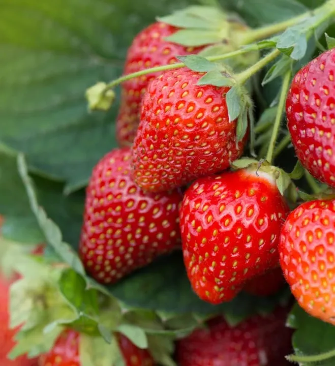 20+%20Camarosa%20Strawberry%20Seeds%20for%20Planting%20%E2%80%93%20%20Non%20GMO%20Heirloom%20Camarosa%20Strawberry%20Seeds%20%E2%80%93%20Great%C2%A0Gardening%C2%A0Gift%C2%A0-%C2%A0Loose%C2%A0Pack%20-%20Image%206