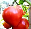 1 Packet Tomato Heirloom OXHeart Vegetable seeds By Praman Stores. 
