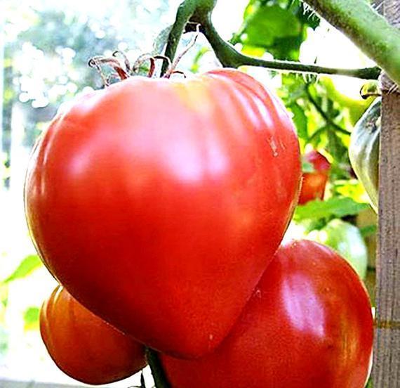 1%20Packet%20Tomato%20Heirloom%20OXHeart%20Vegetable%20seeds%20By%20Praman%20Stores%20-%20Image%202