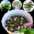 Bonsai Lotus Flower Seeds for Planting 20+ Plant Seeds (4 Types). 