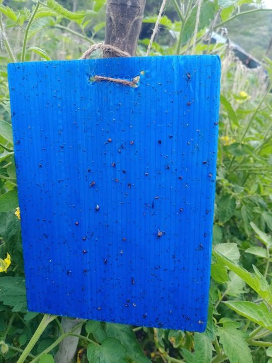 Yellow/Blue%20Sticky%20Trap%20To%20Control%20Flying%20Insects,%20Both%20Sided,%20A5%20size,%2015%20x%2020%20cm%20-%20Image%206