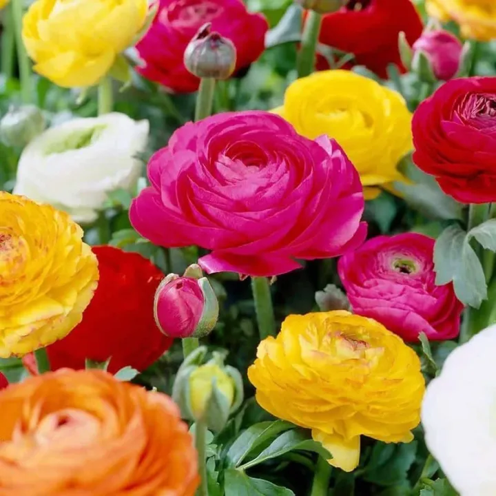 20+%20Loose%20Packed%20Ranunculus%20%20Flower%20Seeds%20-%20Image%203