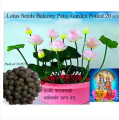 Bonsai Mini Indore Lotus Flower Seeds for Planting - 10+ Mixed Color Varieties. 