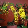 1 Packet Seeds Of Rajbriksha | राजवृक्ष (Cassia fistula (Syn. C. rhombifolia) Golden Shower Tree,Cassia Fistula Seeds 10 Gram. 