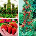 10+  Sugar-Sweet Taste, Rarities Large-Fruited climbing Strawberry  Seeds  Hardy Perennial For Balcony And Garden, Organic Strawberry Plant Seed 96% Germination Rate. 