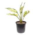 Aglonima Snow white Indoor Plant | For Home Décor | Decorative Plant. 
