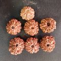 9 Mukhi Rudraksha Nepali Beads. 