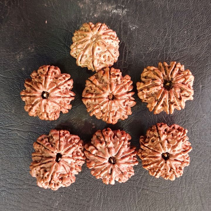 9%20Mukhi%20Rudraksha%20Nepali%20Beads%20-%20Image%205
