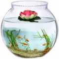 10 Inch Glass Pot Bowl Aquarium By Crown Aquatics. 