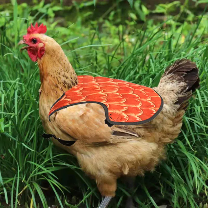 Chicken%20Saddles%20For%20Hens,%20Chicken%20Apron%20Back%20Protector%20For%20Hens%20With%20Adjustable%20Strap,%20Chicken%20Hen%20Mating%20Saddle%20QINGHE%20-%20Image%203