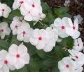 20+ Loose Packed Seed Of Vinca Rosea Dwarf Mixed Flower, Excellent Quality Seed Can Grow All Over Nepal. 
