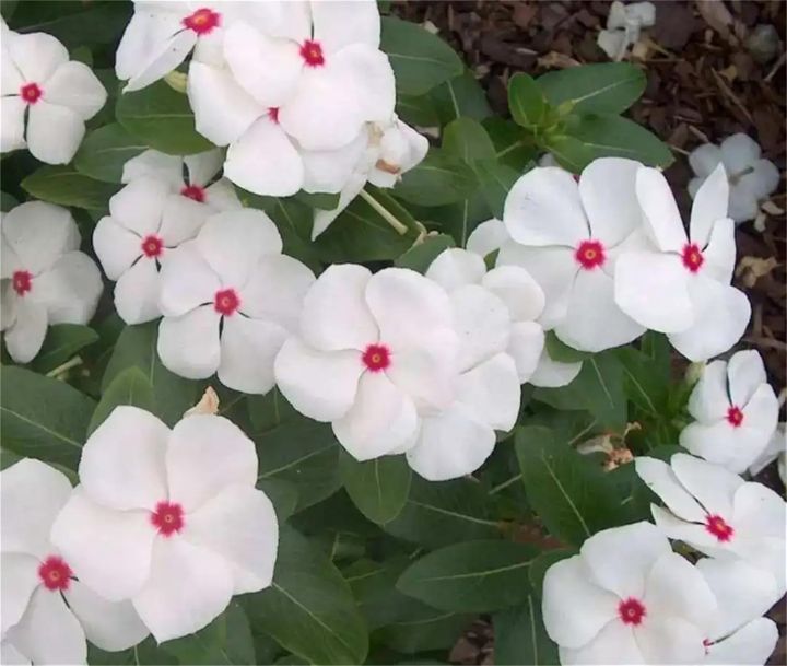 20+%20Loose%20Packed%20Seed%20Of%20Vinca%20Rosea%20Dwarf%20Mixed%20Flower,%20Excellent%20Quality%20Seed%20Can%20Grow%20All%20Over%20Nepal%20-%20Image%202