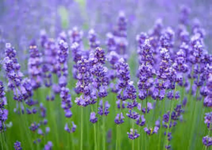 Lavender%20Plant%20Seeds%20,%2030%20Plus%20Seeds%20In%20Pack.%20-%20Image%202