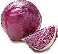 1 packet Hybrid Red Cabbage Seeds – High Germination, Crisp & Nutrient-Rich. 