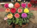 Gardening Dahlia Mixed Colours Flower Seed (One Packet Omaxe). 