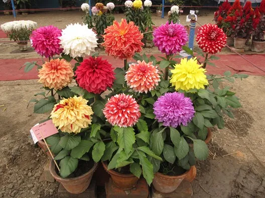 Gardening%20Dahlia%20Mixed%20Colours%20Flower%20Seed%20(One%20Packet%20Omaxe)%20-%20Image%207