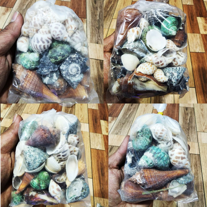 Natural%20Mixed%20Aquarium%20Decorative%20Sea%20Shell-250g%20By%20Crown%20Aquatics%20-%20Image%202