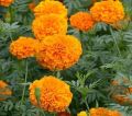 20 Plus Seeds Marigold Orange Flower Seeds (Tagetes Erecta Tall Sierra) Loose pack. 