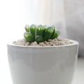 Haworthia Cooperi Var. Truncata, Live Succulent, Plant With Ceramic Pot, Perfect Gift. 