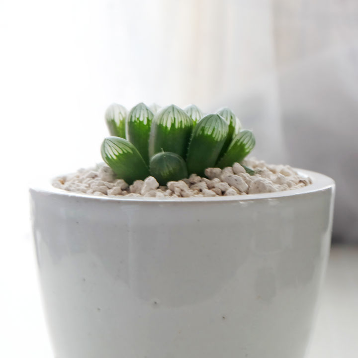 Haworthia%20Cooperi%20Var.%20Truncata,%20Live%20Succulent,%20Plant%20With%20Ceramic%20Pot,%20Perfect%20Gift%20-%20Image%202