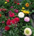 20+ Loose Packed Ranunculus Seed - Persian Buttercup Mix Flower Seeds. 