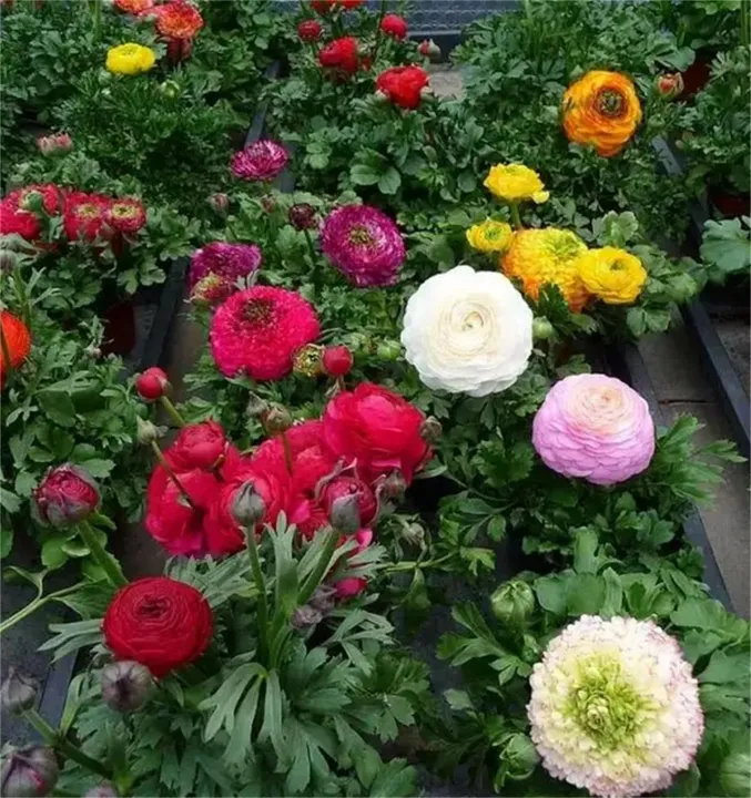 20+%20Loose%20Packed%20Ranunculus%20Seed%20-%20Persian%20Buttercup%20Mix%20Flower%20Seeds%20-%20Image%204