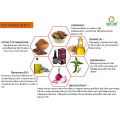 Solve & Care Onion Kesh Bardan Hair Tonic 100ml. 