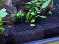 Aqua Soil 1ltr For Planted Aquarium Soil Substrate By Crown Aquatics. 