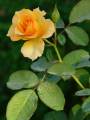 Different Color Rose Seeds - 1 Packet Of Rose Flower Seeds With 5 Seeds For Each Seeds. 