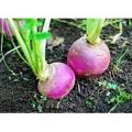 Turnip Seeds (SALGAM) Purple Package of 10 gram. 